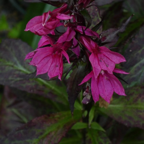 Magenta flower with burgundy center and buds, lime-yellow midrib and burgundy-green leaves.