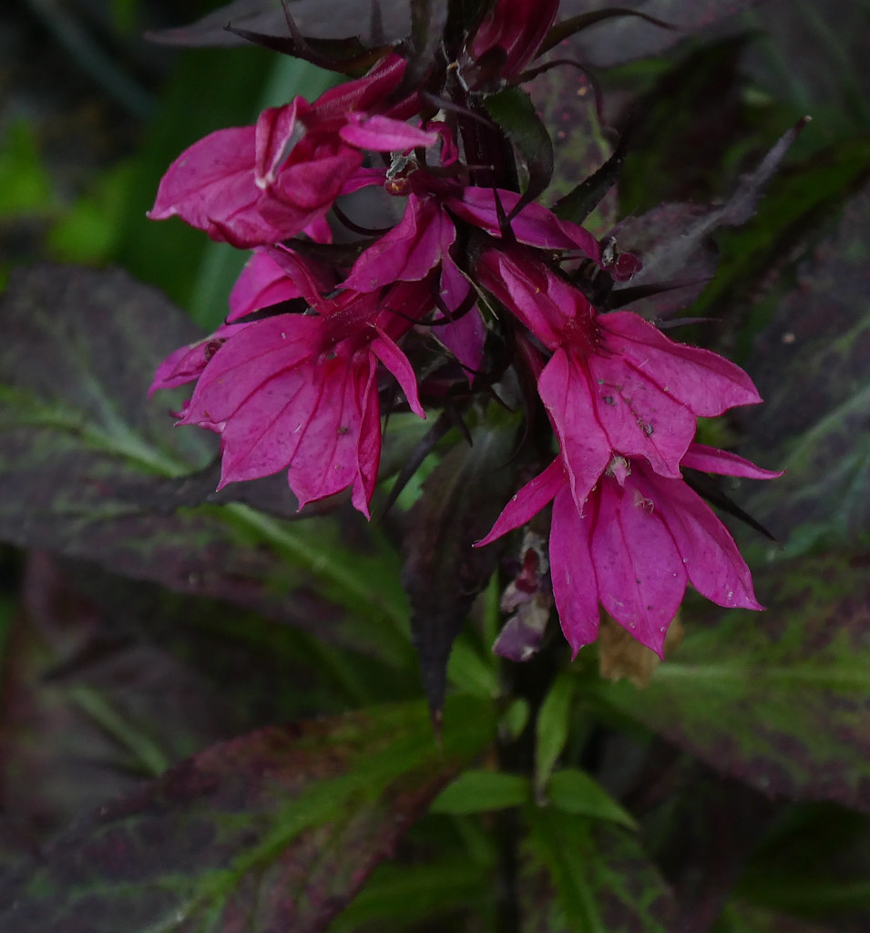 Burgundy-maroon, tubular flowers with broad maroon-green leaves