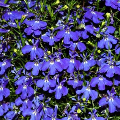 Blue flowers with lime-white center, lime buds, green leaves and stems.