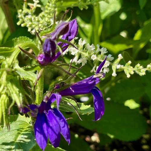 Indigo flower with purple buds, burgundy-lime sepals, white hair, yellow midrib, lime leaves and stems.