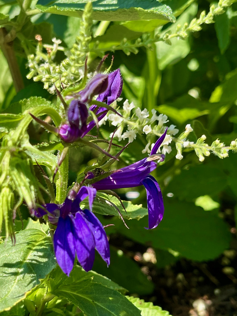 violet-blue, tubular flowers with hairy, green stems, and toothed, green leaves