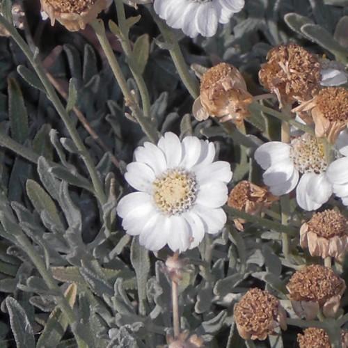 Gray-green stems full of green leaves, white flowers