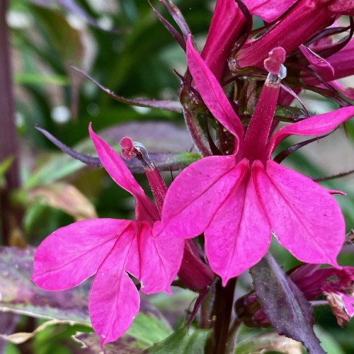 Magenta flower with burgundy center, green-burgundy sepals, leaves and stems.