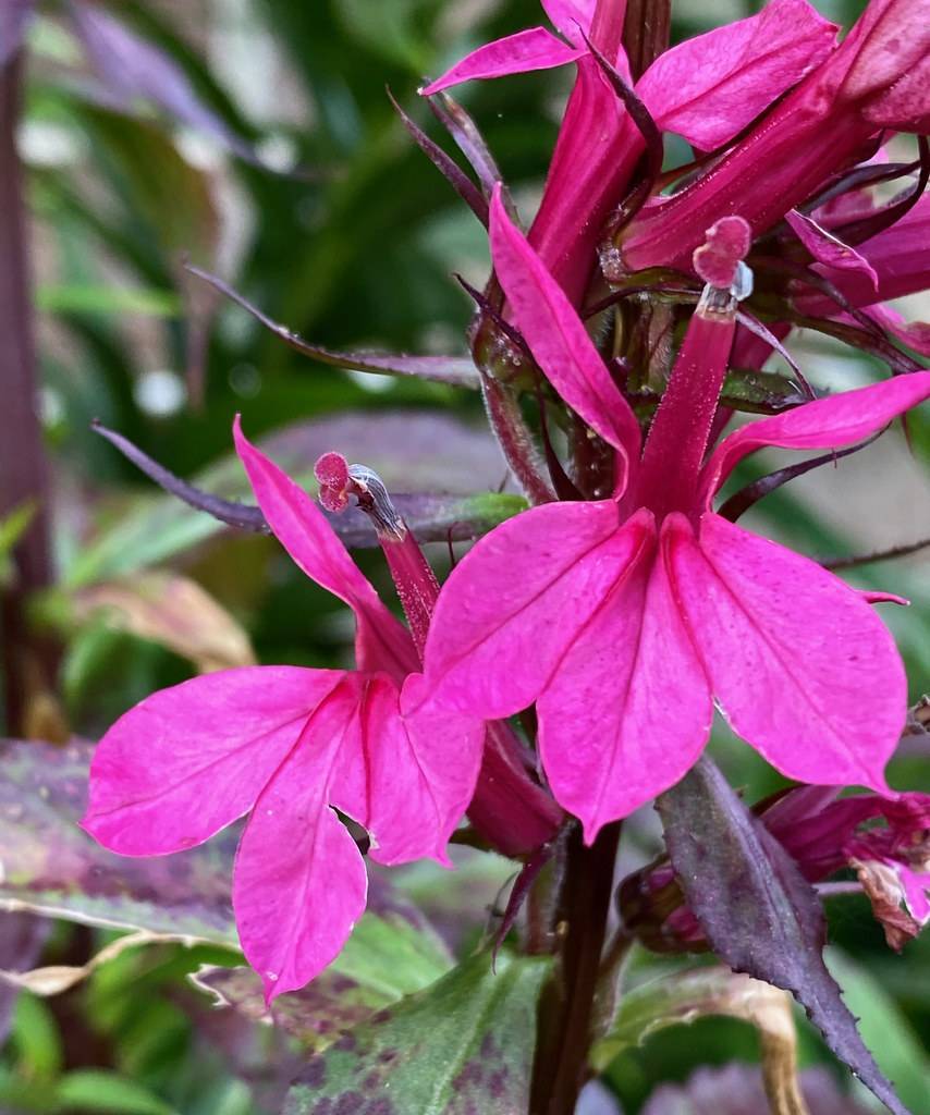 Lobelia 'Purple Towers'; deep pink flowers  with violet-green stems and leaves
