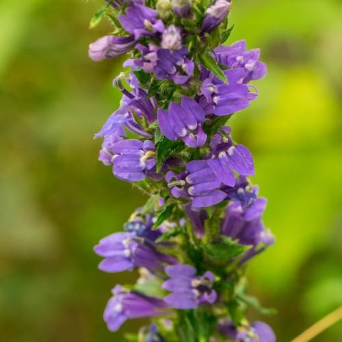 Violet-white flowers with green leaves white hair, green leaves, yellow midrib and blades.