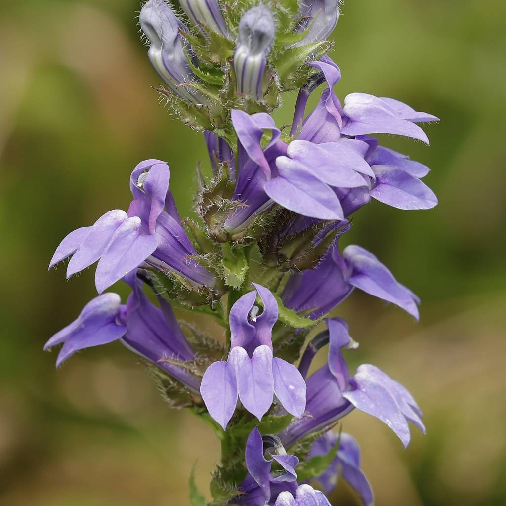 purple-blue, tubular flowers with hairy, green sepals, and stem