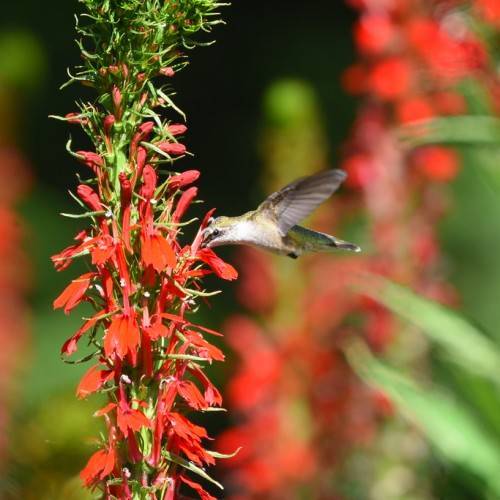 red flowers arranged in a cob-like shape along green stem, and spiky leaves with a bird