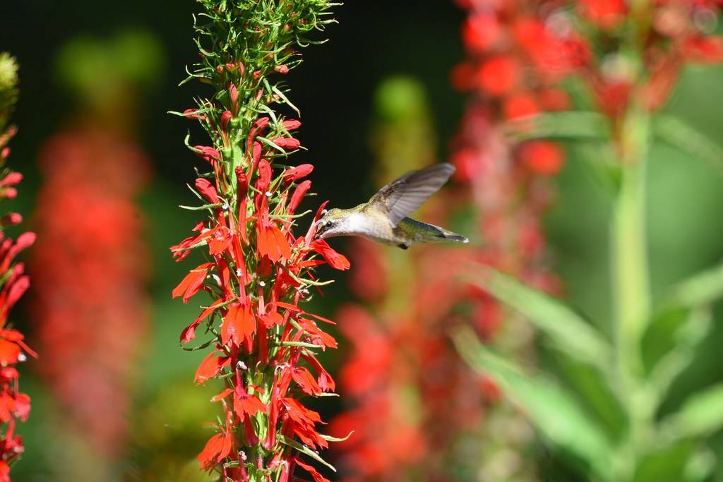 red flowers arranged in a cob-like shape along green stem, and spiky leaves with a bird