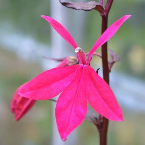 Magenta flower with stems,  burgundy stems, burgundy stipules.