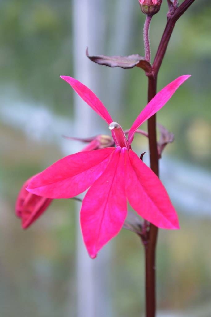 deep pink flower with deep maroon stem and leaves