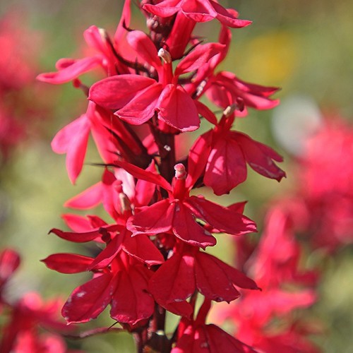 Magenta flower with burgundy sepals and stems.