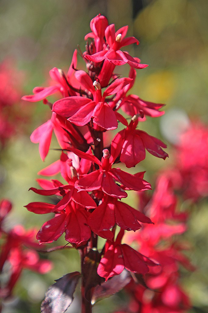 reddish-pink, tubular-shaped flowers with deep maroon stems and sepals