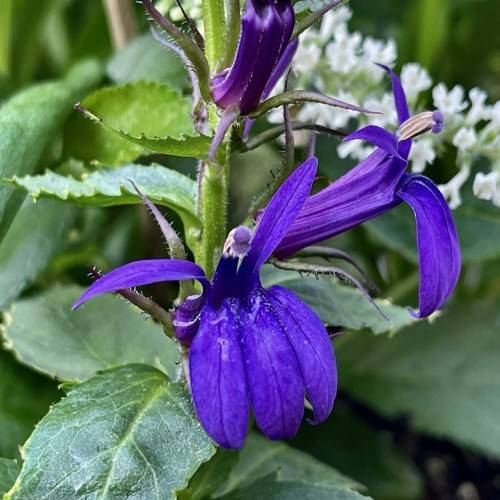 violet-blue, tubular flowers with hairy, green stems, and toothed, green leaves
