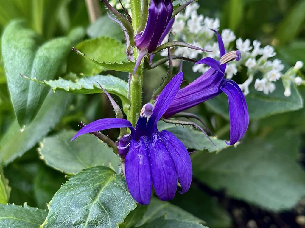 violet-blue, tubular flowers with hairy, green stems, and toothed, green leaves