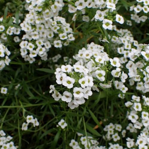 White flower with green-lime center lime stigma, yellow anthers, lime filaments, buds, green stems and leaves.