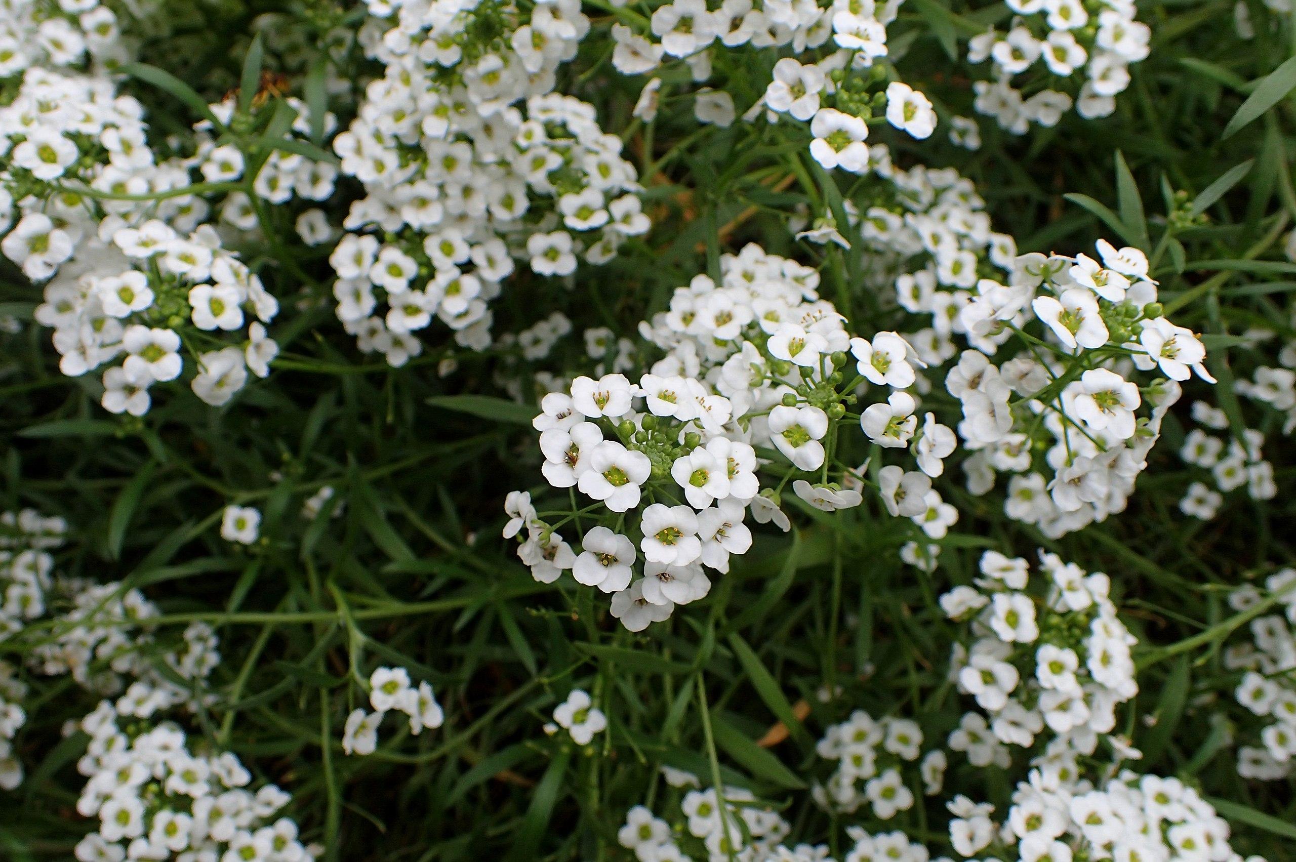 White flower with green-lime center lime stigma, yellow anthers, lime filaments, buds, green stems and leaves.