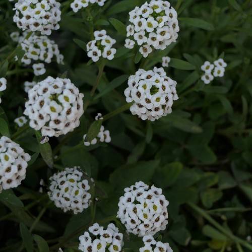 small, white flowers, yellow-brown stamens, green stems, and leaves