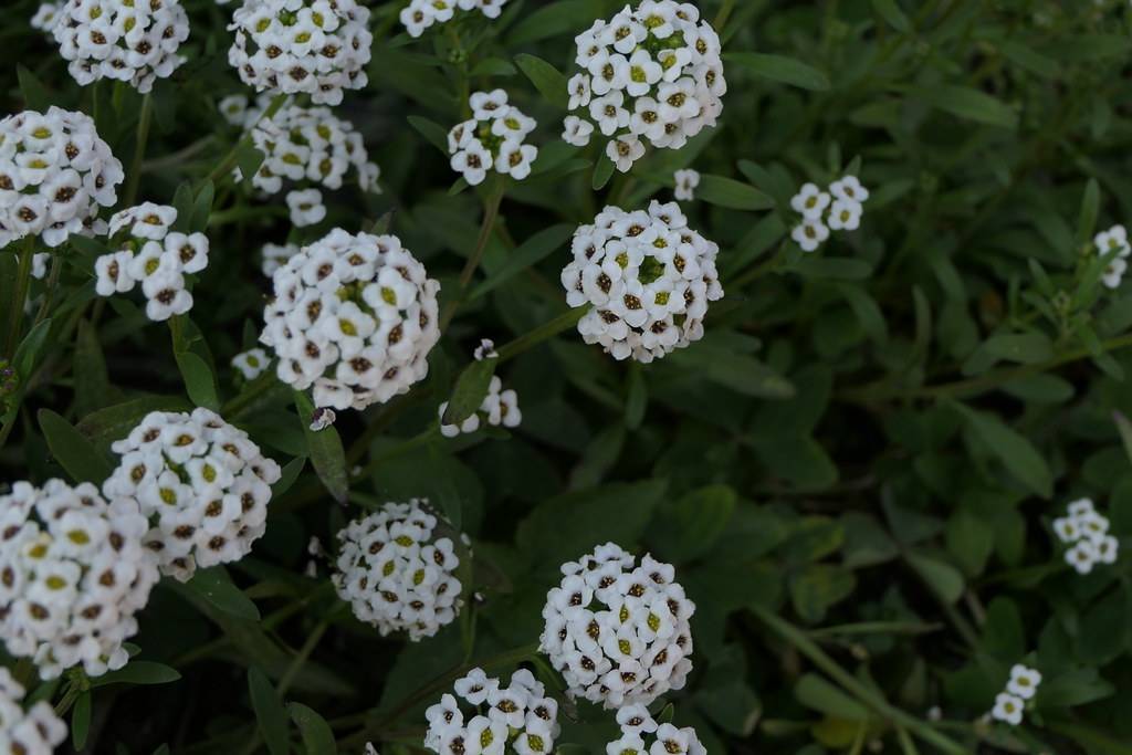 small, white flowers, yellow-brown stamens, green stems, and leaves