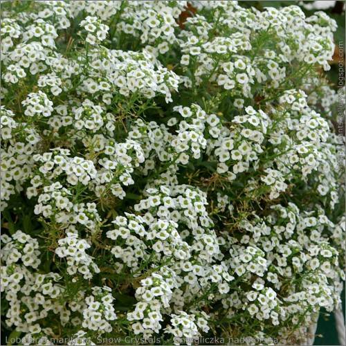 small, white flowers with green stamens, green, needle-like leaves, and brown stems