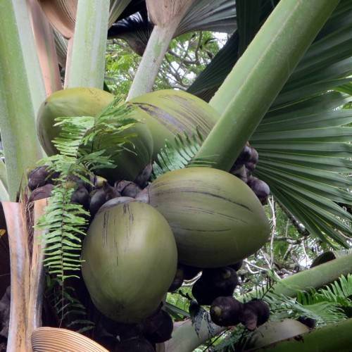 oval-shaped, american football-like, brown-green fruits with large, green, fan-shaped leaves with green stem