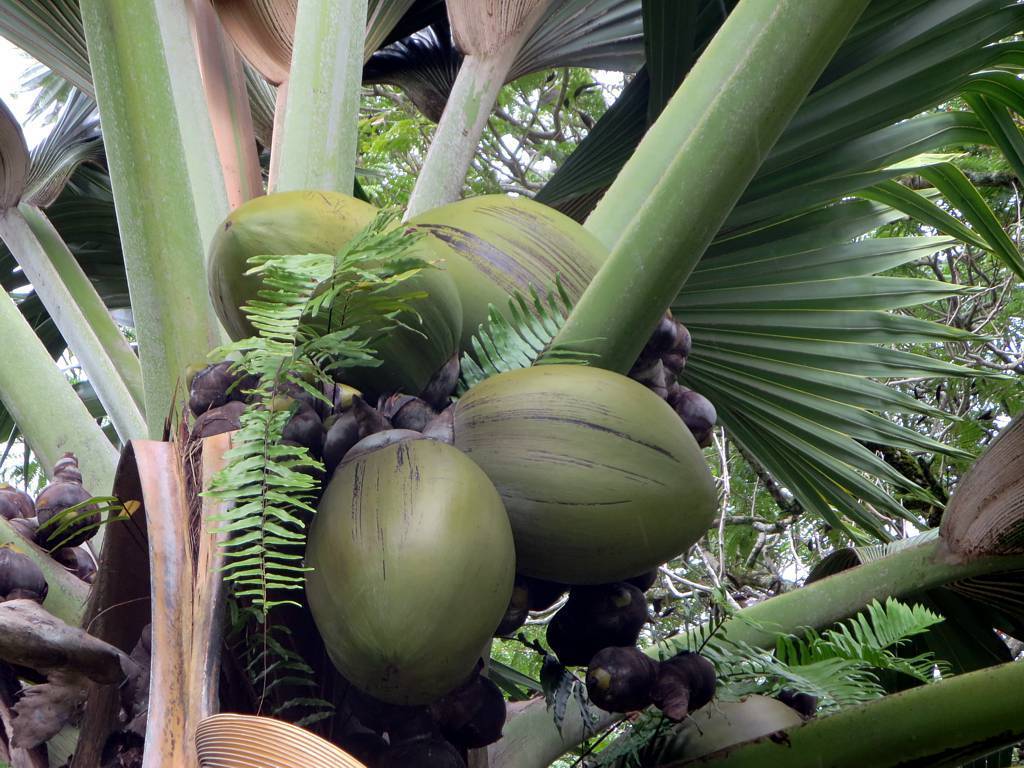 oval-shaped, american football-like, brown-green fruits with large, green, fan-shaped leaves with green stem