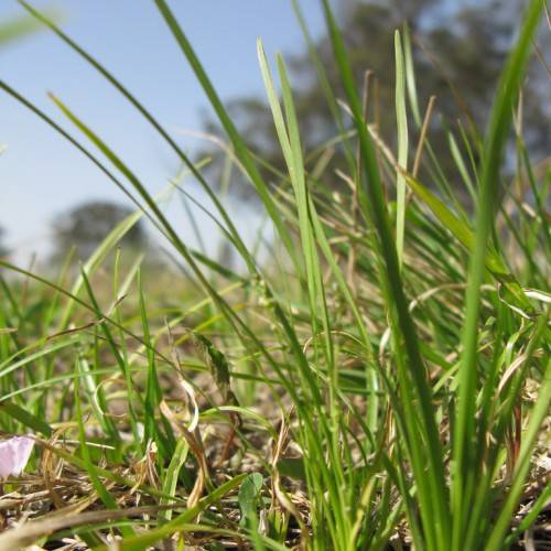 long, narrow, green, shiny, grass-like leaves
