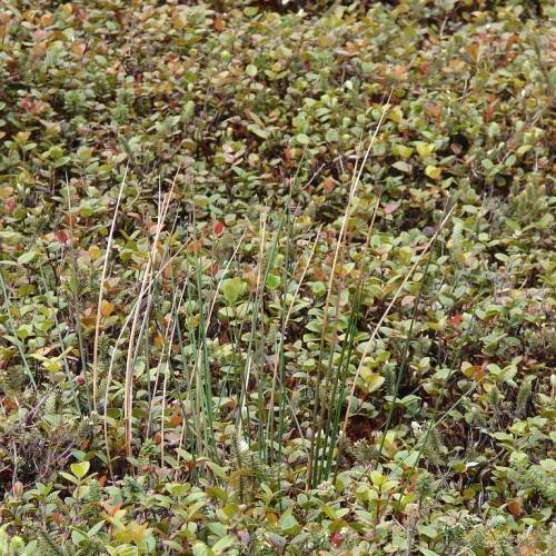 long, strap-like, green-brown leaves