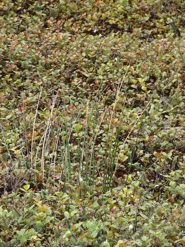 long, strap-like, green-brown leaves