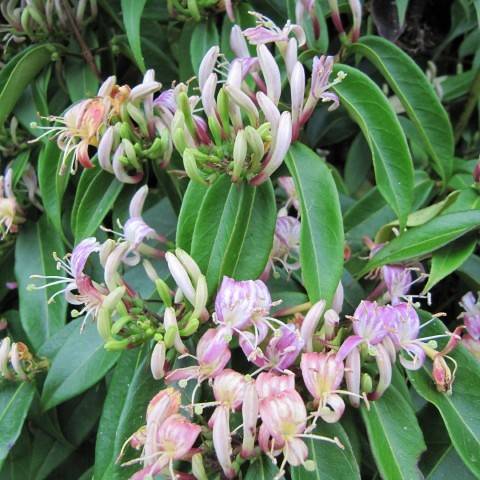 purple-white flowers with white stamens, and green, lanceolate leaves