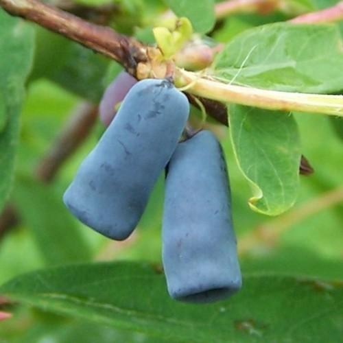 Violet fruit, yellow-brown stem, green leaves yellow midrib and blades.