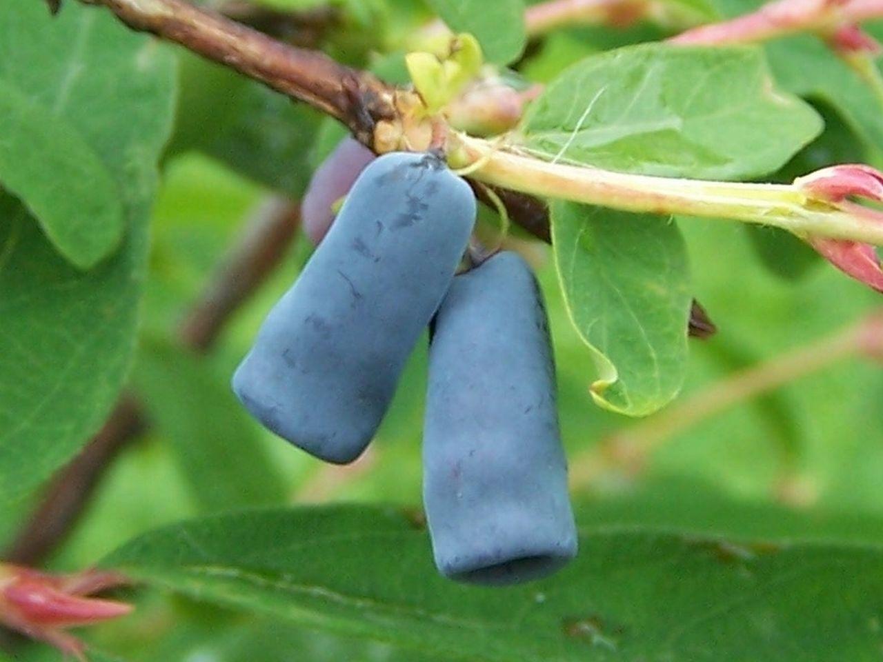 Violet fruit, yellow-brown stem, green leaves yellow midrib and blades.