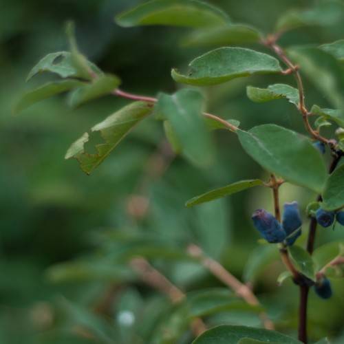 navy blue berries, brown stems, and green ovate leaves