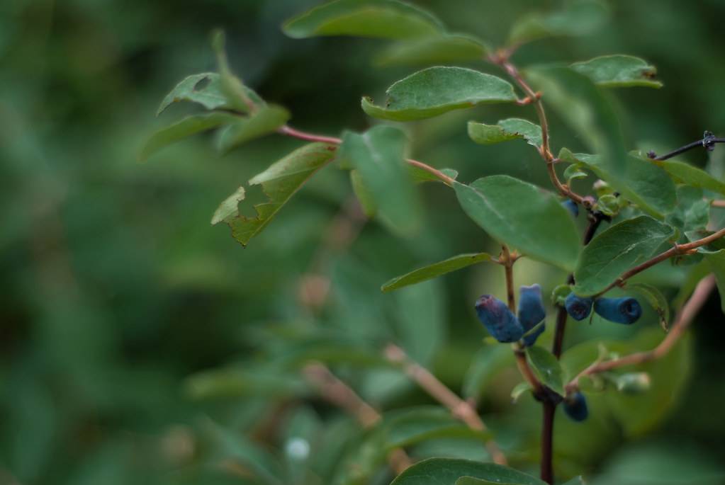 navy blue berries, brown stems, and green ovate leaves