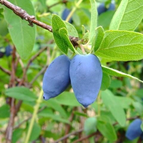 Violet fruit with green leaves, white hair, brown stems, yellow midrib veins and blades.