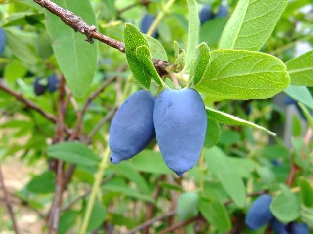 Violet fruit with green leaves, white hair, brown stems, yellow midrib veins and blades.