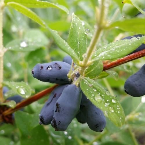 Violet fruit with green leaves, yellow stems, white hair, brown branches, yellow midrib veins and blades.