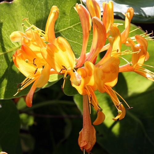 Orange flowers, with lime stigma, orange style and filaments, Brown-orange anthers, green leaves, yellow midrib blades and veins