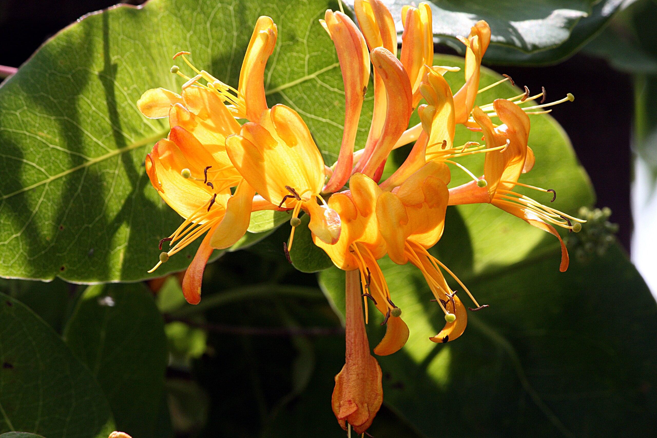 Orange flowers, with lime stigma, orange style and filaments, Brown-orange anthers, green leaves, yellow midrib blades and veins