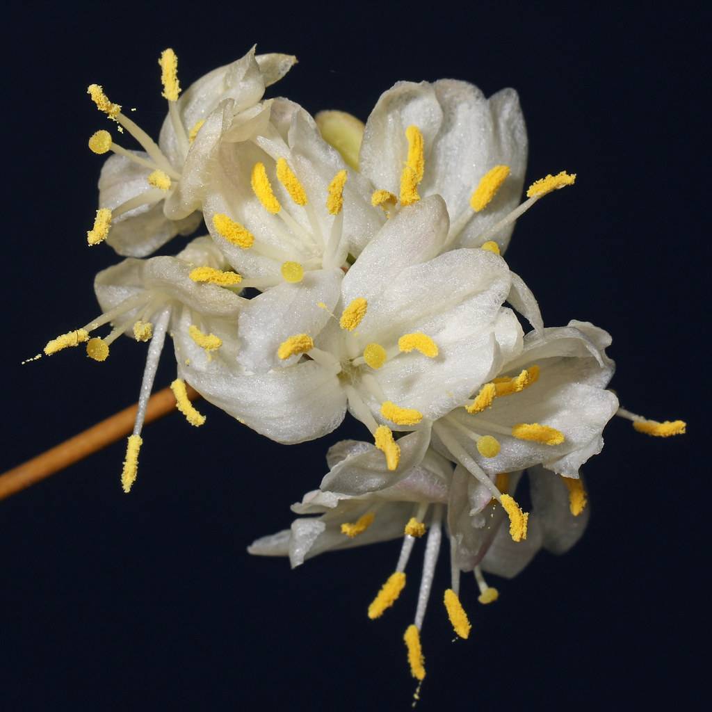 snowy white flowers with white filaments, yellow anthers, and brown stem