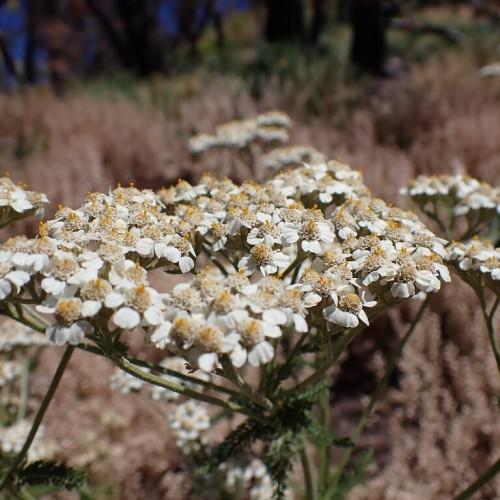 Clusters of small white-yellow flowers, growing over green stems, surrounded by green leaves. 
