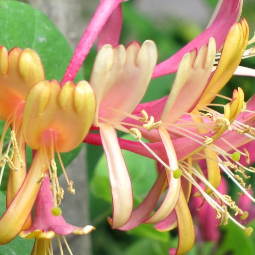 Yellow-pink flower with beige filaments and style , beige anthers, lime stigma, green leaves.