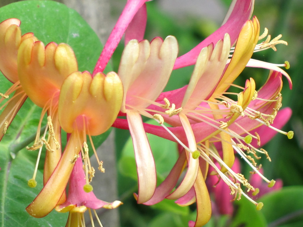 pink-golden-yellow flowers with long off-white stamens, lime-yellow stigmas, and green leaves