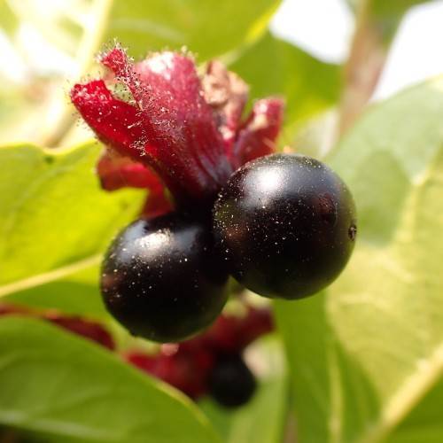 black round berries with red, hairy sepals, and green leaves