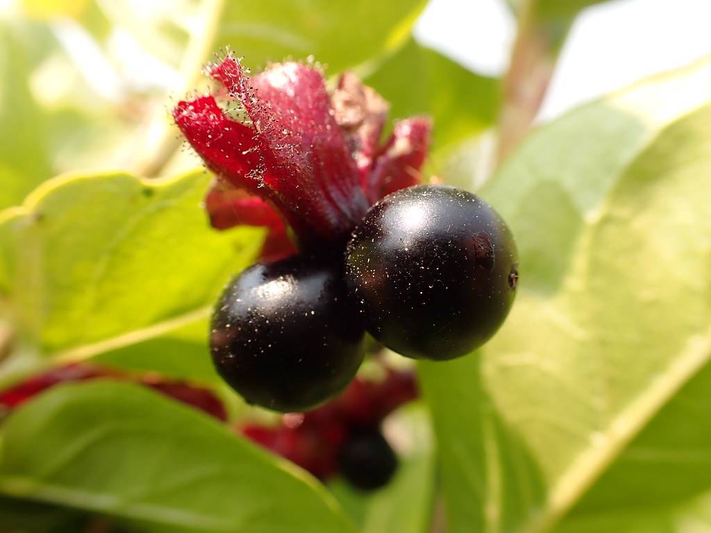 black round berries with red, hairy sepals, and green leaves