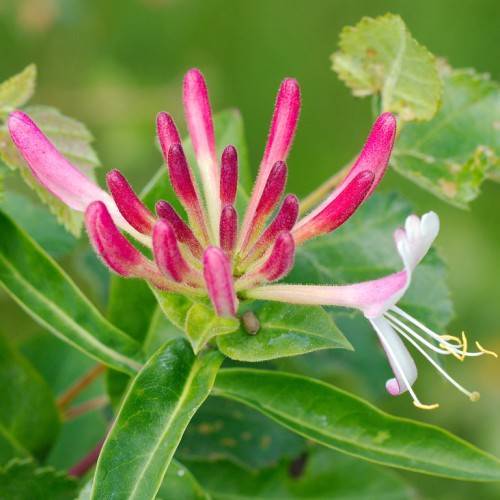 tubular-shaped, pink-white flowers with white stamens, deep pink buds, and green spear-like leaves