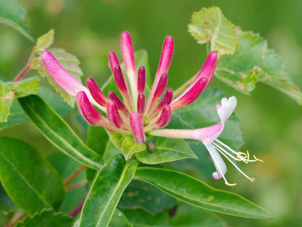 tubular-shaped, pink-white flowers with white stamens, deep pink buds, and green spear-like leaves