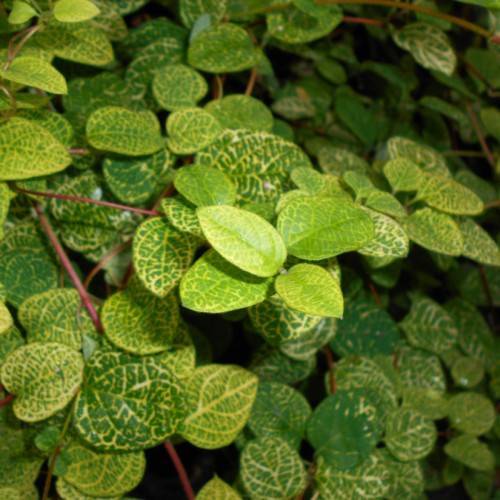 yellow-green leaves with red-brown stems