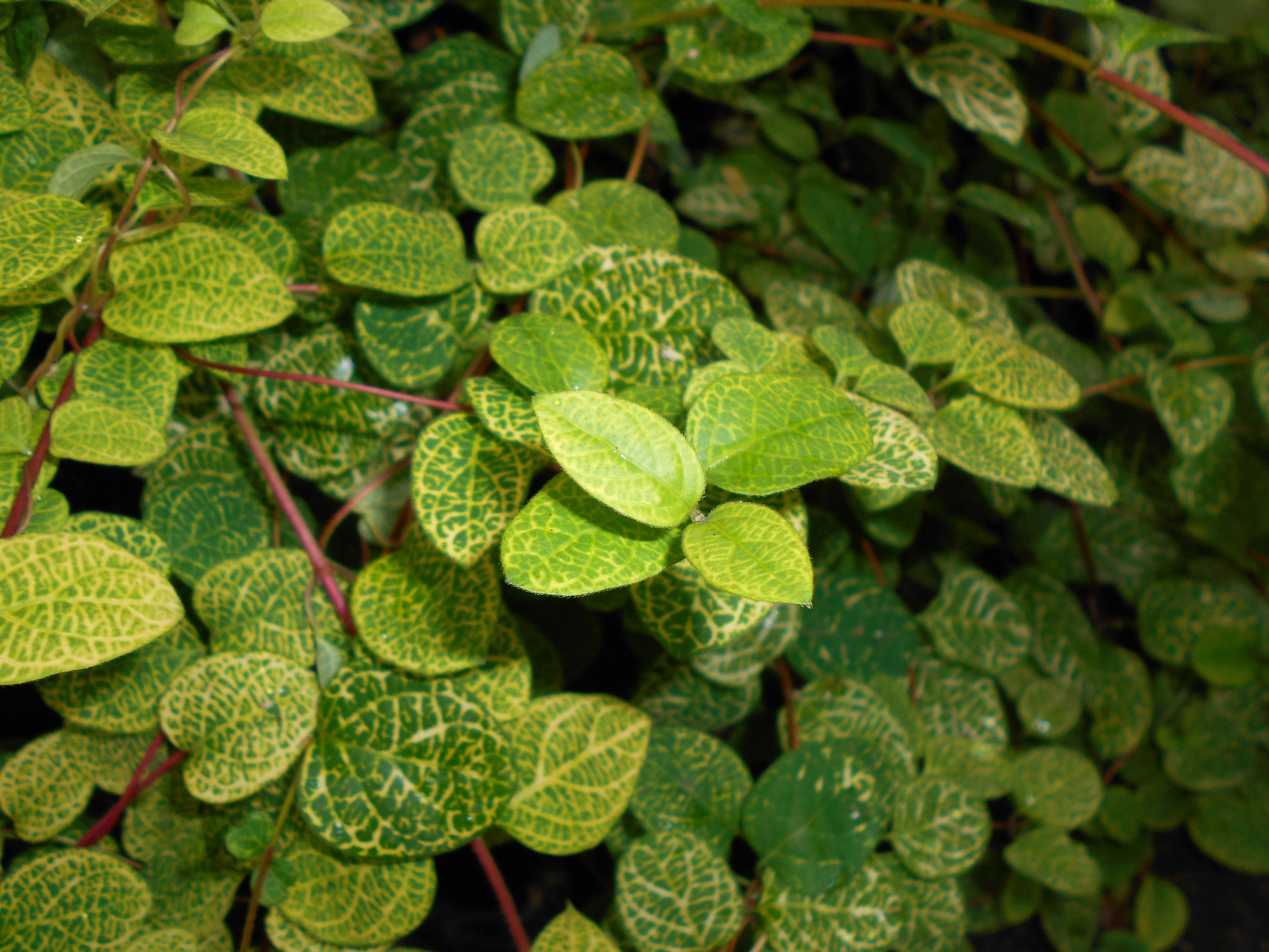 yellow-green leaves with red-brown stems