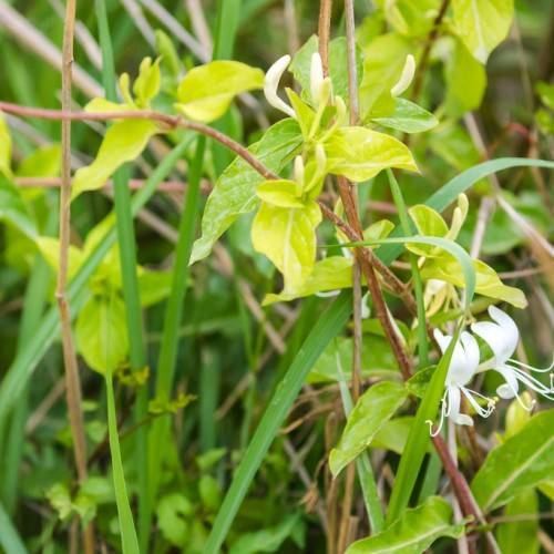 tubular, white flowers with white stamens, brown stems, and yellow-green, ovate-shaped leaves