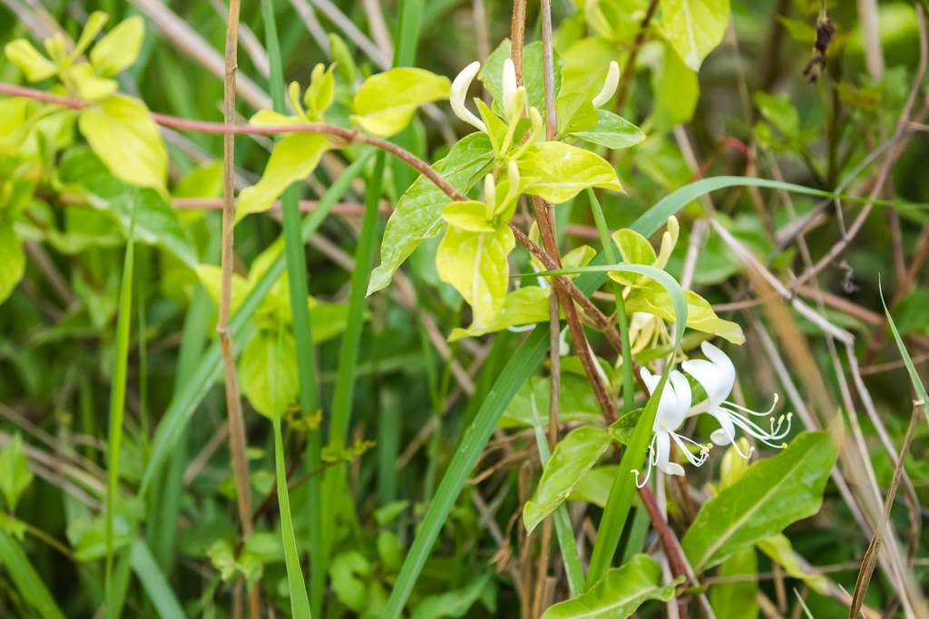 tubular, white flowers with white stamens, brown stems, and yellow-green, ovate-shaped leaves
